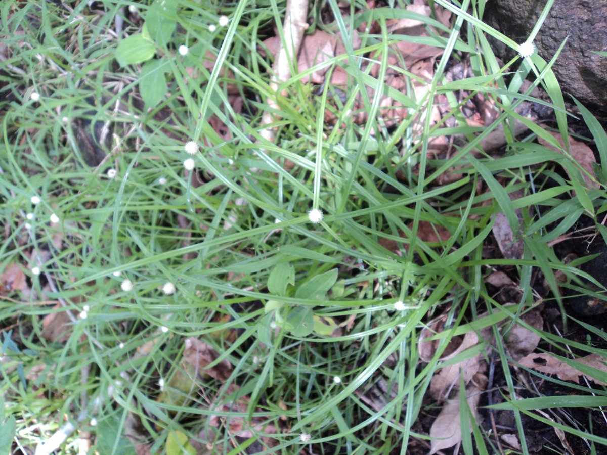 Cyperus mindorensis (Steud.) Huygh